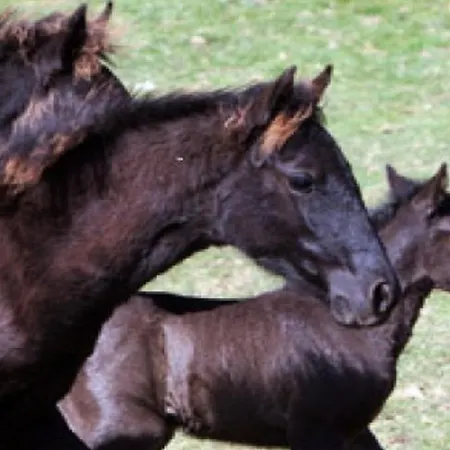 بيت شباب Familiar De Pintueles