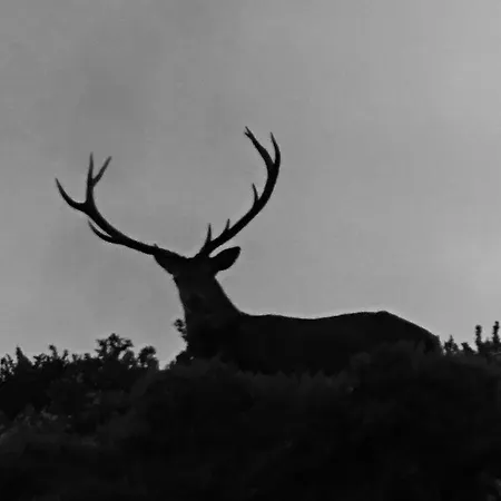 Familiar De Pintueles بيت شباب Piloña