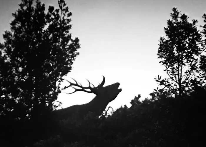 Familiar De Pintueles Hostal