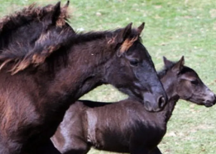 Hostal Familiar De Pintueles