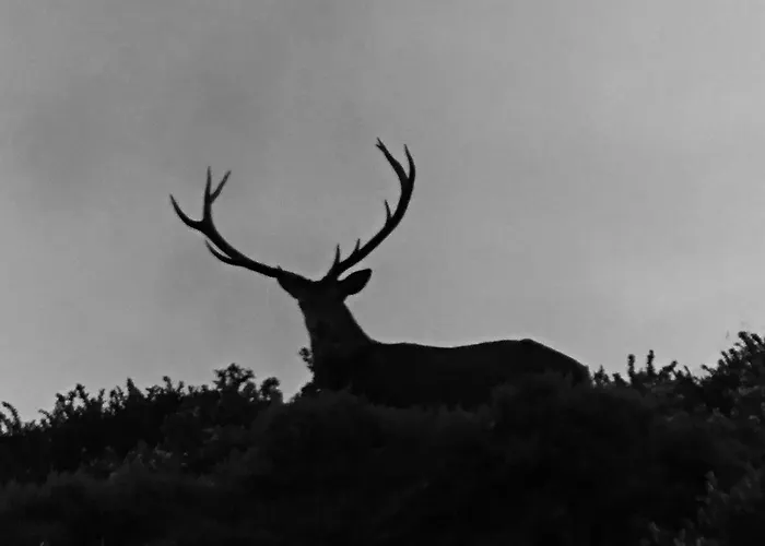 Familiar De Pintueles Hostal Piloña